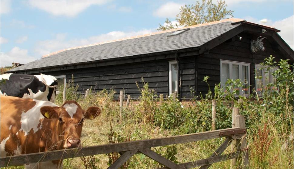 Building with cows