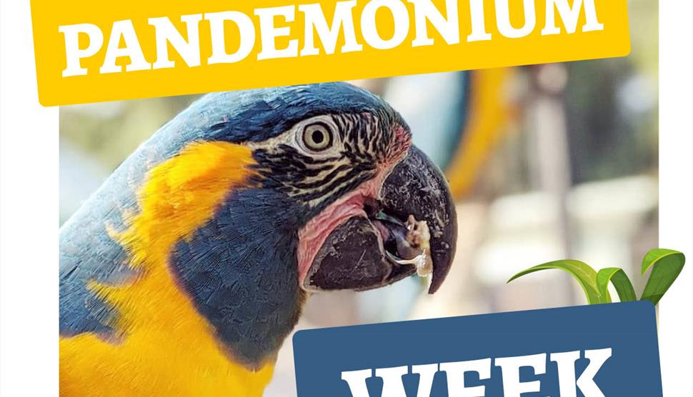 Parrot Pandemonium Week at Birdworld