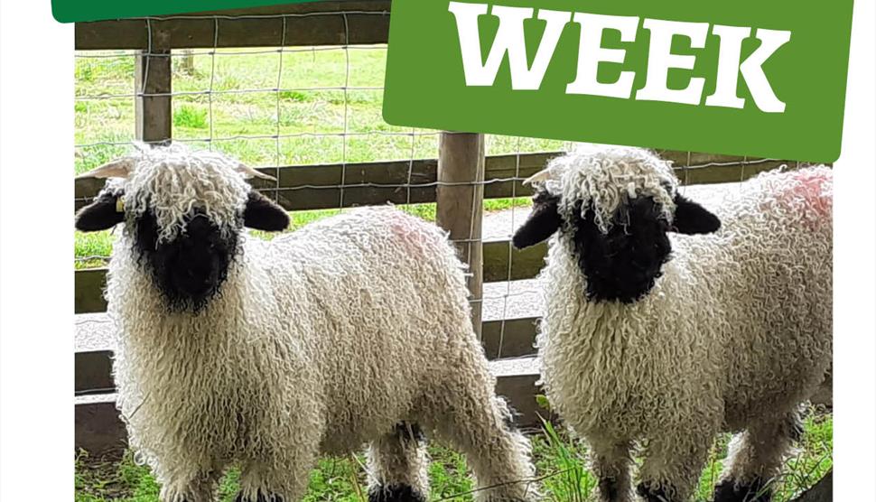 Farm Week at Birdworld