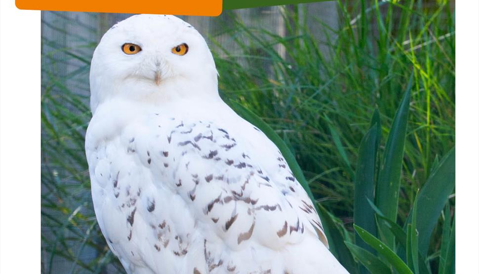 Owl Week at Birdworld