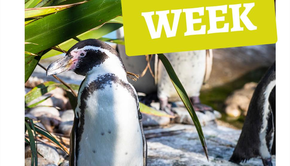 Penguin Week at Birdworld