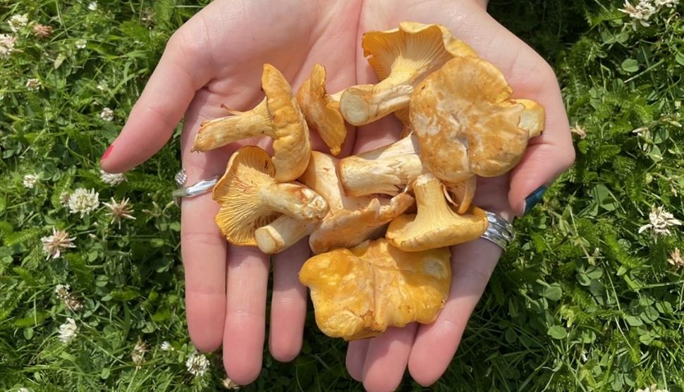 chanterelle mushrooms sitting in open palms