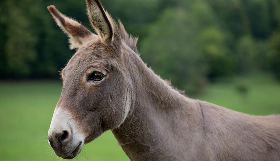 Donkey Day at Exbury Gardens - Visit Hampshire