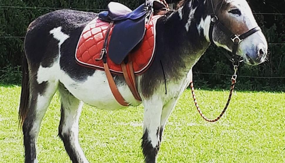 Donkey Days at Exbury Gardens