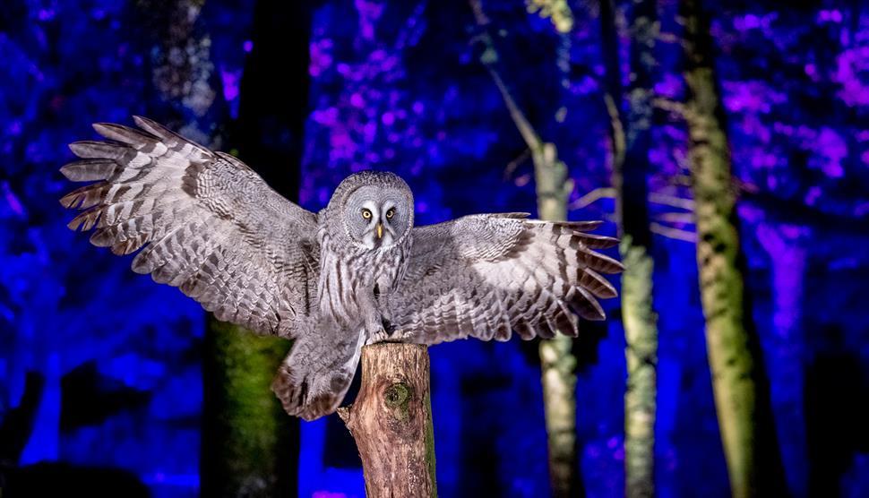 Evening Owls at Christmas at Hawk Conservancy Trust