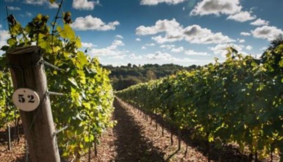 Hambledon Wine Festival