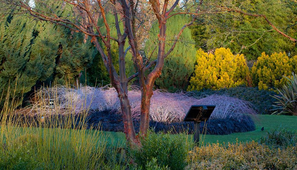 Winter I Spy at Sir Harold Hillier Gardens