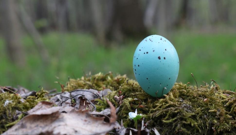 Garden Bird Easter Egg Hunt at Gilbert White's House