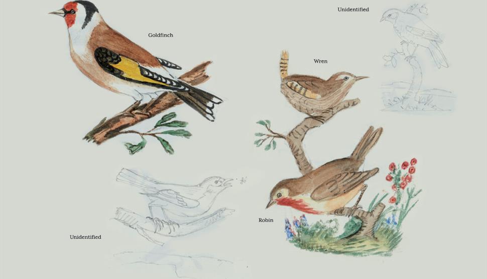 Albatross, Penguin & Goldfinch – Learn To Draw A Bird! At Gilbert White's House & Gardens