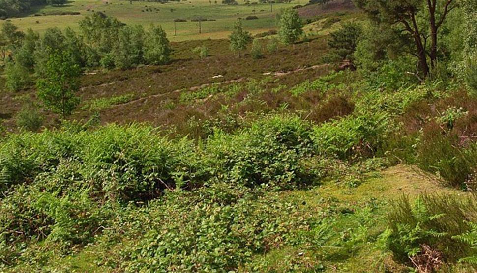 Flora Thompson Circular Walk