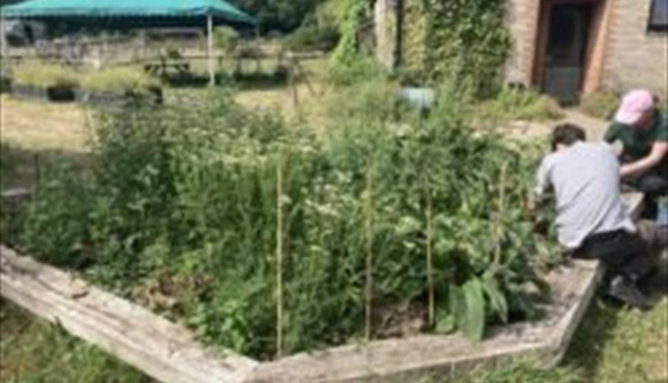 Countryside Workshop: Herb Gardens for Wildlife