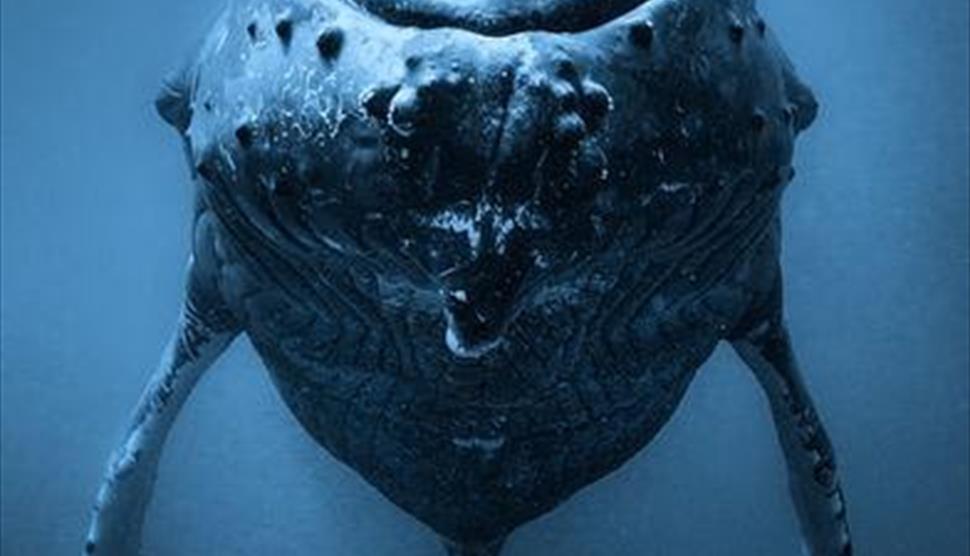 How to be a Whale