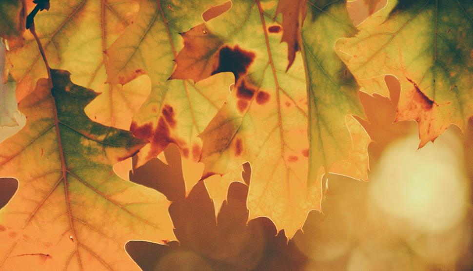 Keats in Winchester: Young People's Poetry Workshops at Winchester City Museum