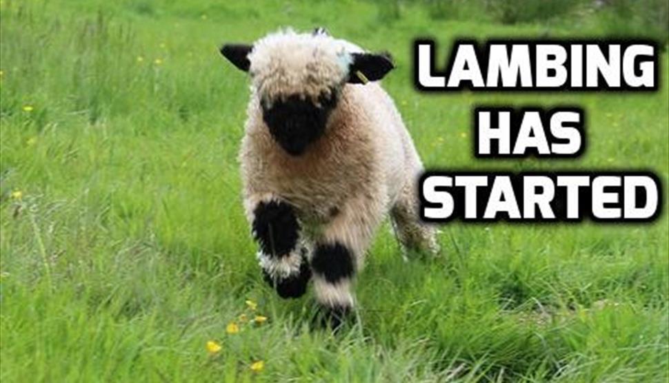 Lambing Farm Open Days at Miller's Ark Animals