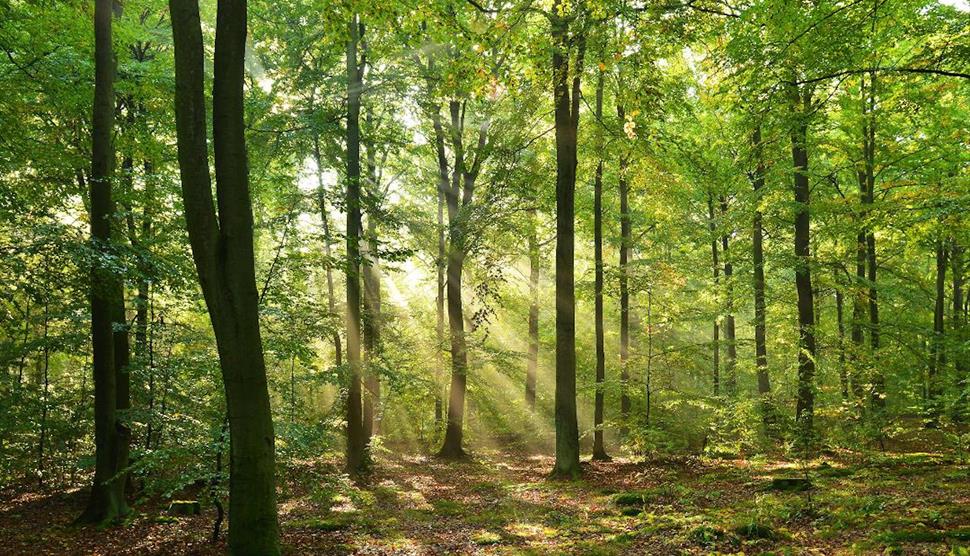 Forest Therapy Experience