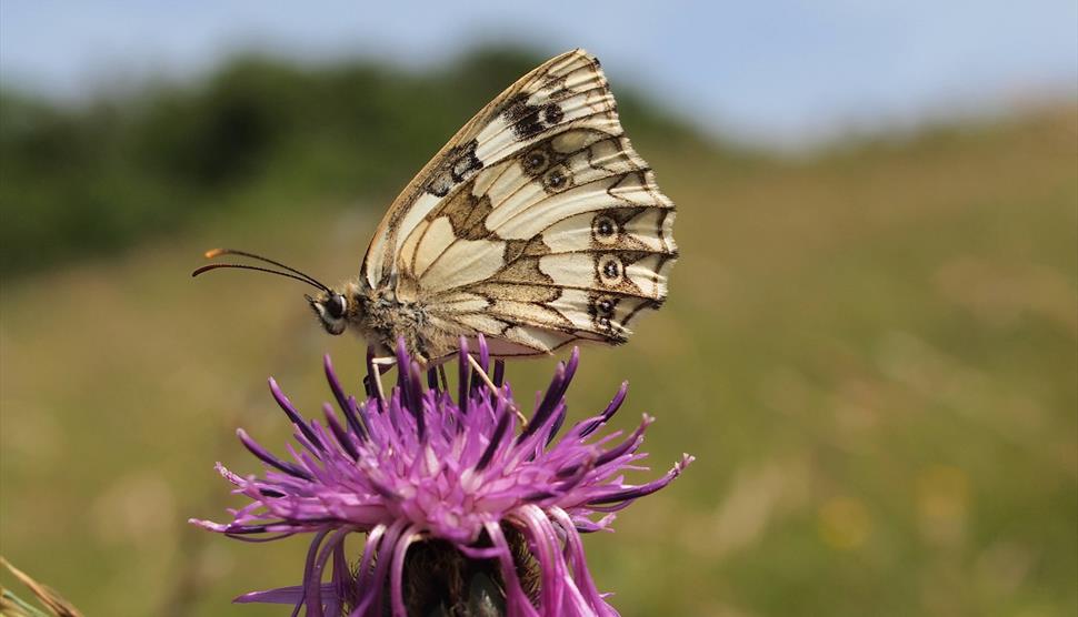 A marbled white butterfly photographed on Portsdown Hill