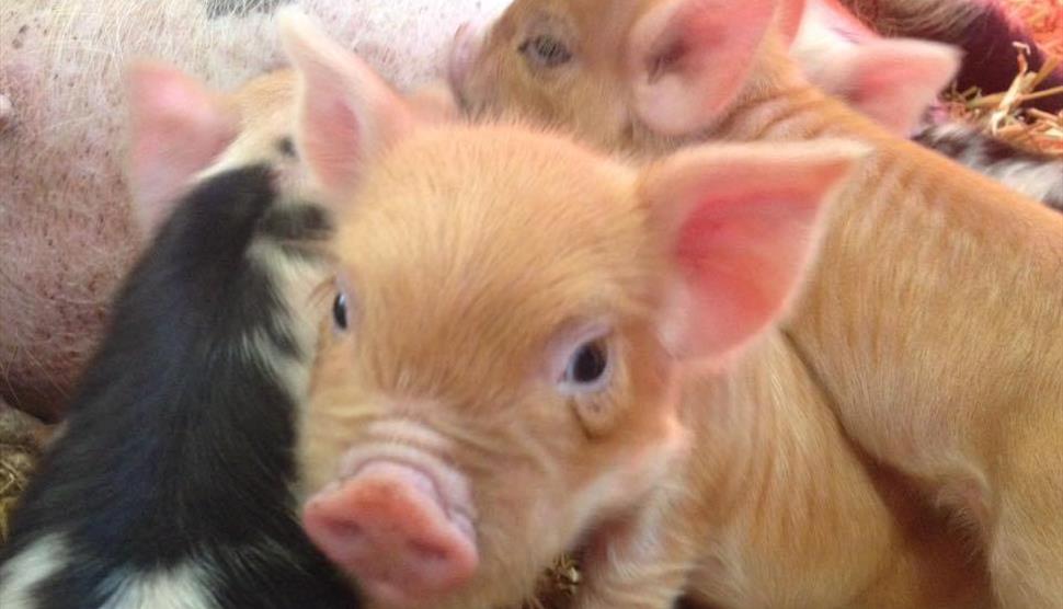 Miller's Ark Farm Autumn Half Term