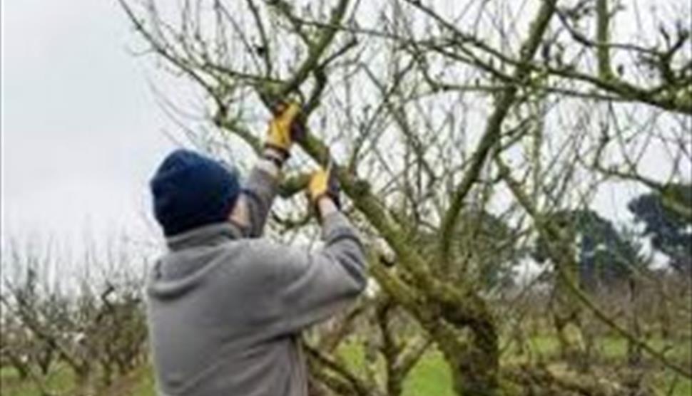 A man pruning a fruit tree