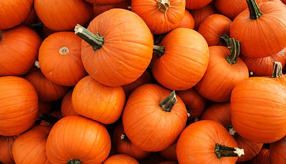 Pumpkin Carving at West End Flower Farm