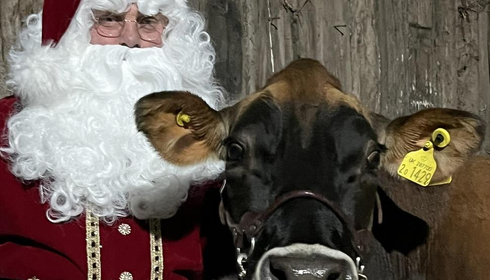 Join us for cow cuddles with Santa