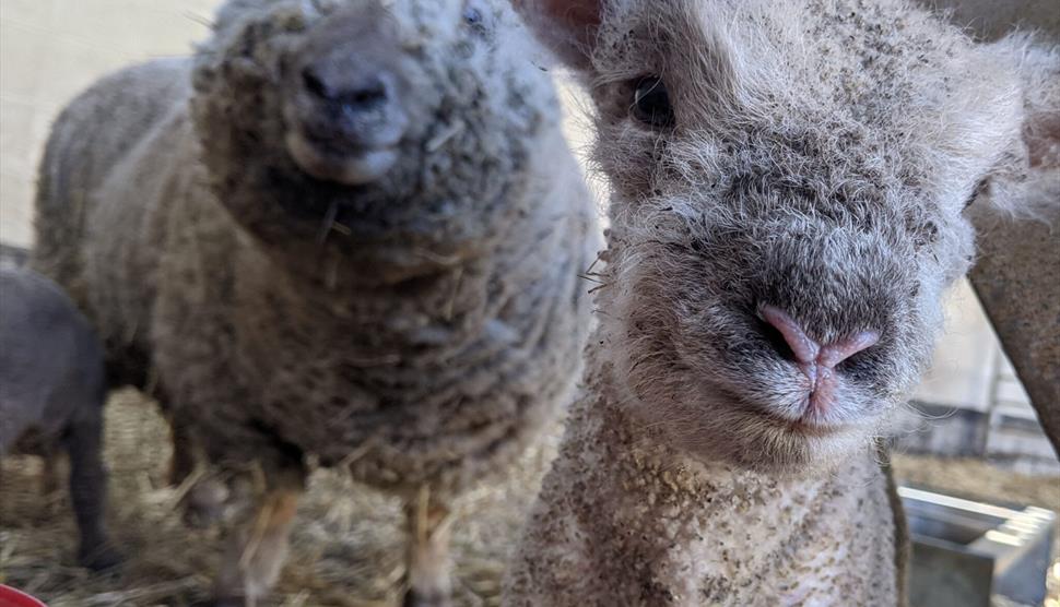 Two miniature southdown sheep