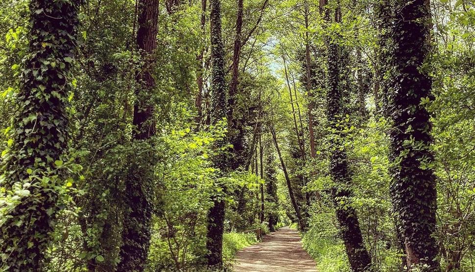 Shipwrights Way walk a path near Liss