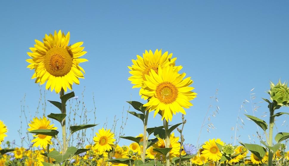 Summer Activity Trail at Itchen Valley Country Park