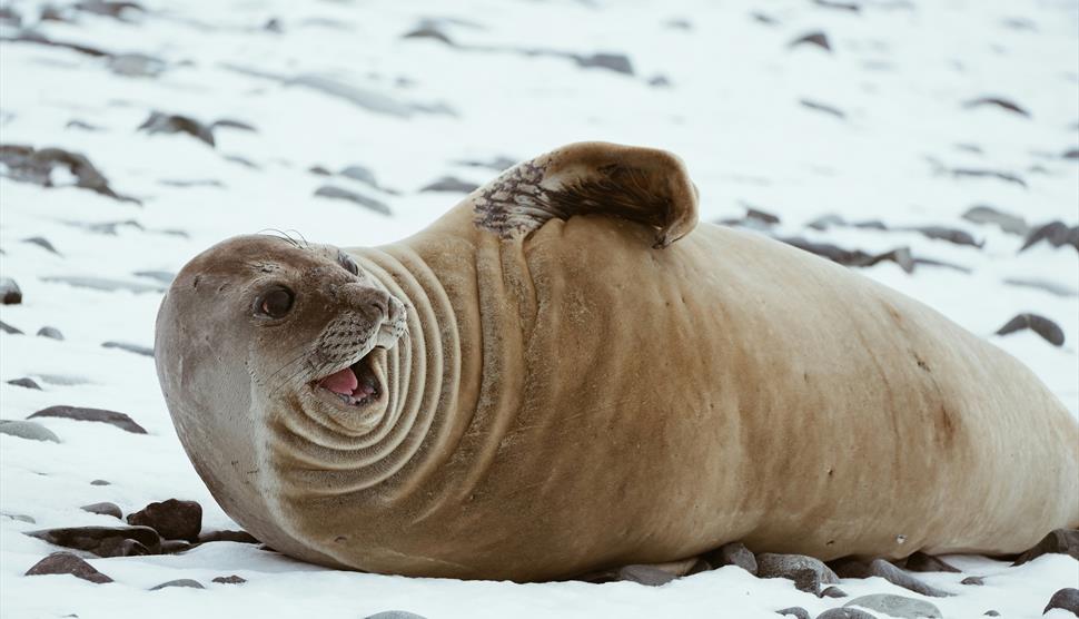 Climate Comedy seal
