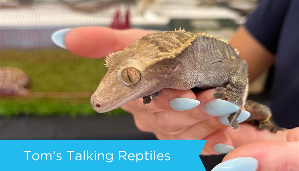 Tom's Talking Reptiles at Sky Park Farm