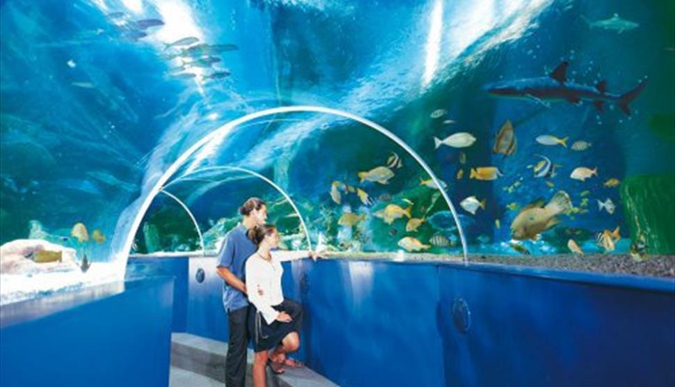 Monsoon Magic at Blue Reef Aquarium
