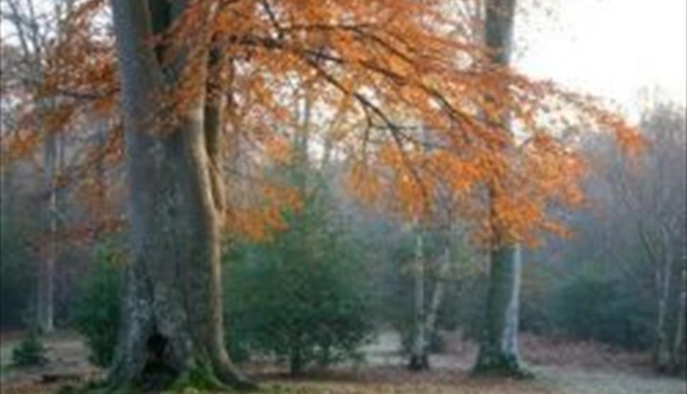 Sun shining through a woodland