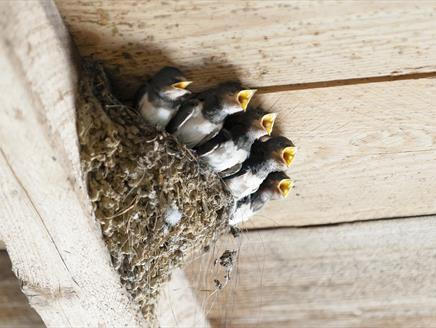 Love Birds: Make a Bird Nesting String at Gilbert White's House