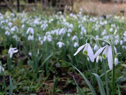 Snowdrop Weekend at Gilbert White's House