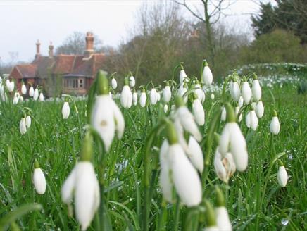 Snowdrop Weekend