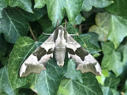 Moth Nights at Gilbert White's House