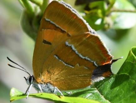 Butterflies and Moths of Selborne at Gilbert White's House & Gardens