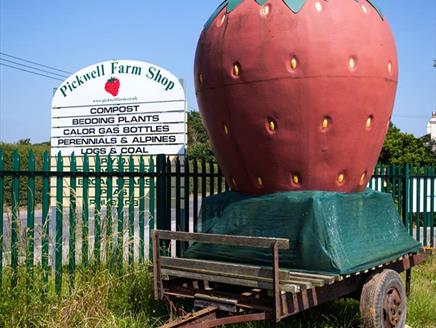 Pickwell Farm Shop and Pick Your Own