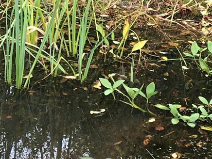 Pond Art Trail at Gilbert White's House