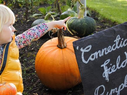 Pumpkin Trail