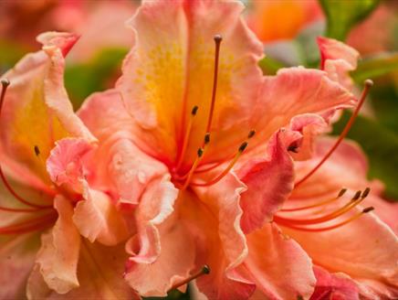 Gurkha Day at Sir Harold Hillier Gardens