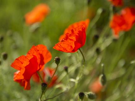 Remembrance Service at Sandham Memorial Chapel