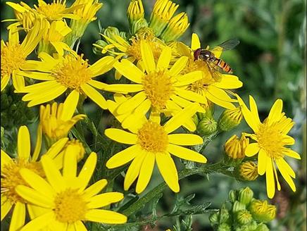 Family Garden Explorer's Club: Natural Crafts at Sir Harold Hillier Gardens