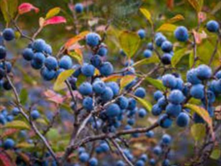 Autumn Foraging Walk at Sir Harold Hillier Gardens