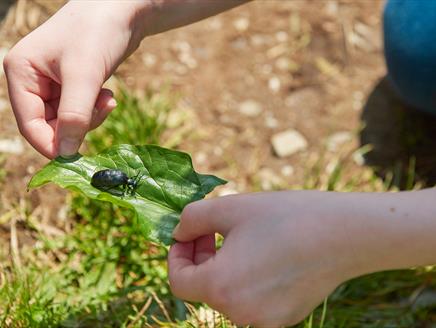 February Half Term Trail: Insect Investigators at Winchester City Mill
