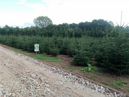 Rother Barn Tree Farm Family Fun Day