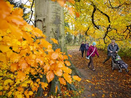 Autumn colour trail at The Vyne