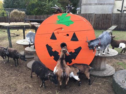 Halloween Half Term at Finkley Down Farm