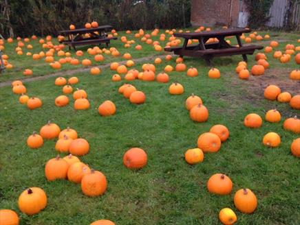 Sunnyfields Farm Shop