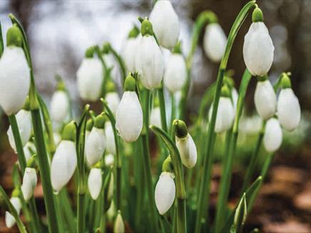 Winter Bulbs and Flowers Floral Display at Sir Harold Hillier Gardens