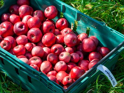 Apples in crate